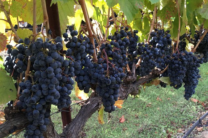 6 Hour Napa or Sonoma Valley Wine Tour by Private SUV - What the Napa Valley Stop Feels Like (and How Your Driver Shapes It)