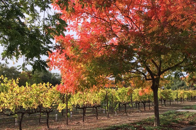 6 Hour Napa or Sonoma Valley Wine Tour by Private SUV - Price and What You’ll Likely Pay in Real Life