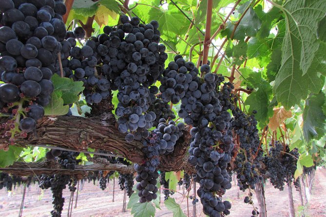 6 Hour Private Customized Wine Tour up to 7 Guests Napa & Sonoma - What the 6 Hours Usually Look Like (Without the Guesswork)