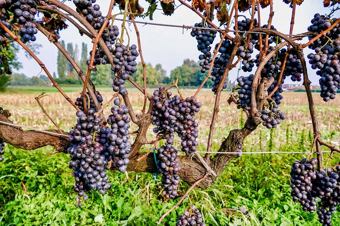 6-hour Private Luxury SUV Wine Tour in Napa Or Sonoma Valley - Why This Feels Like a Real Vacation, Not a Bus Tour