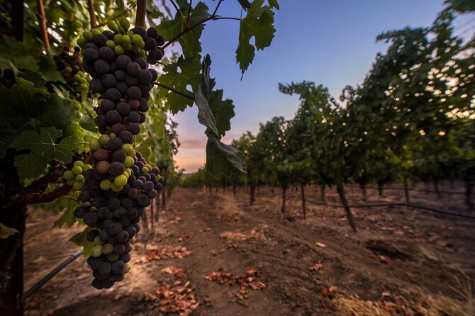 6-hour Private Luxury SUV Wine Tour in Napa Or Sonoma Valley - Luxury SUV Comfort: The Small Things That Make a Big Difference