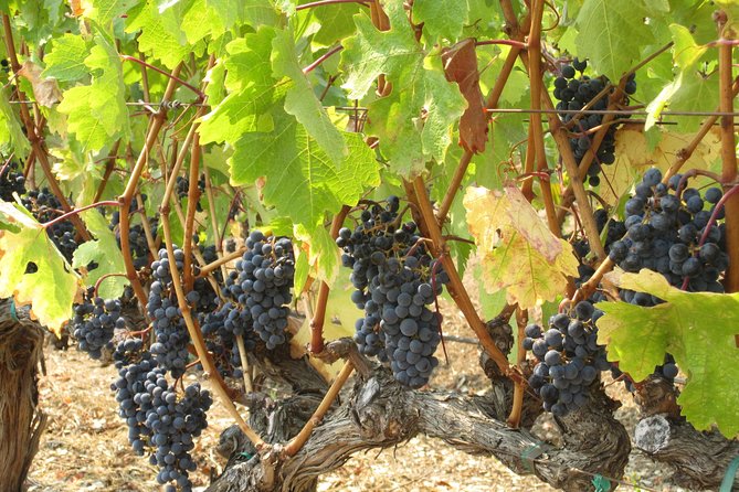 6-Hour Private Wine Country Tour of Napa in Crossover SUV (up to 6 people) - Where your Napa Valley day actually goes