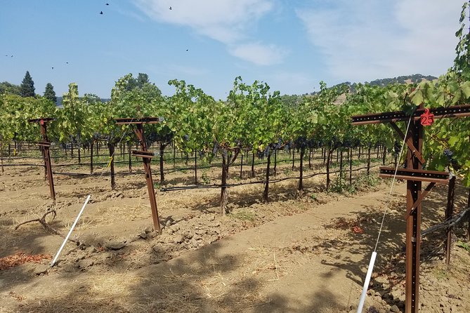 6-Hour Private Wine Tasting Tour with a Sample Stops - Ballentine Vineyards: a family-run stop built for friendly tastings