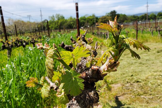 6-Hour Sparkling Wine Tour of Napa Valley - How the bubbles-focused winery stops typically feel
