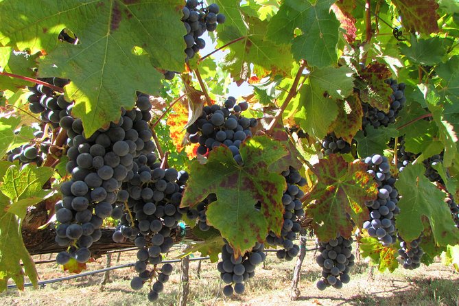 8 Hour Private Customized Wine Tour up to 7 Guests Napa & Sonoma - Who this tour suits best (and who may want to rethink it)