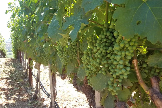 8 Hour Private Tour in Napa Valley Winery - Napa Valley stop: the long main act