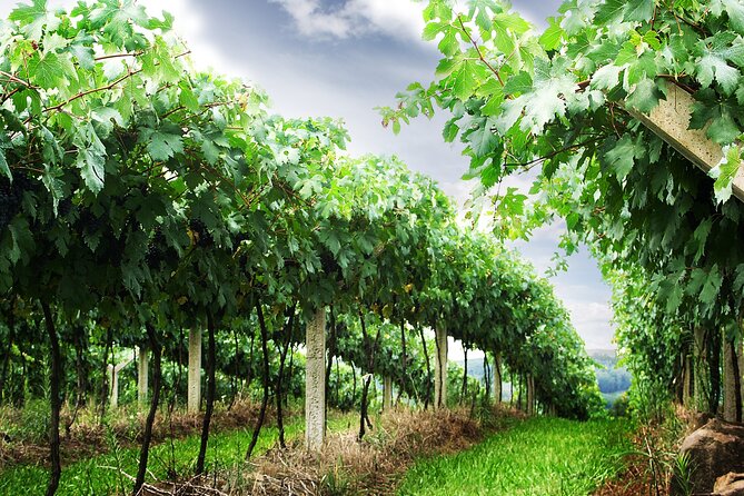 8 Hour Private Tour in Wine Country from San Francisco - The 8-hour game plan in Napa Valley: picking wineries without getting rushed