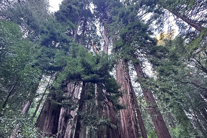 Alcatraz Plus Muir Woods and Sausalito Combo Tour - Marin County Drive to Muir Woods: Bay Views Before the Forest Quiet