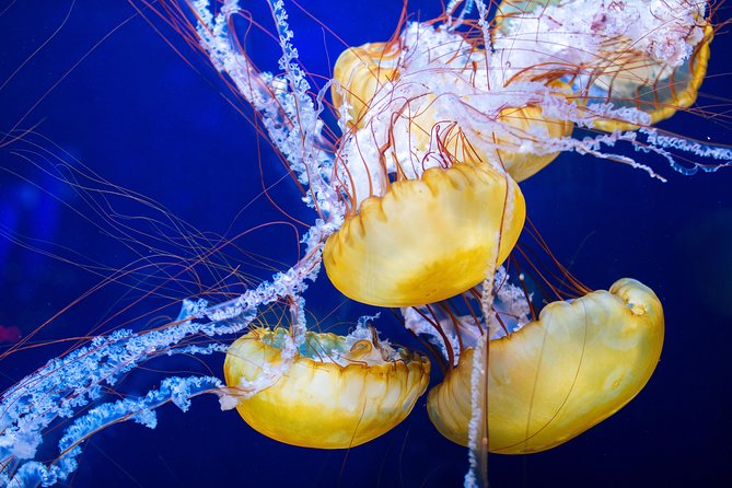 Aquarium of the Bay General Admission Ticket - Aquarium of the Bay on Pier 39: the quick value check