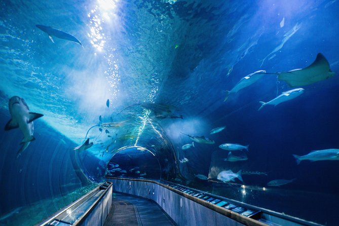 Aquarium of the Bay General Admission Ticket - Under the Bay tunnel: the 300-foot glass walk people remember