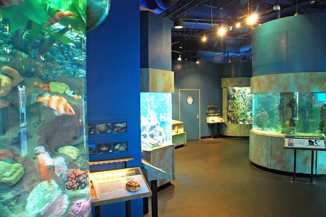 Aquarium of the Bay General Admission Ticket - Families and mobility: what to know before you aim for the tunnel