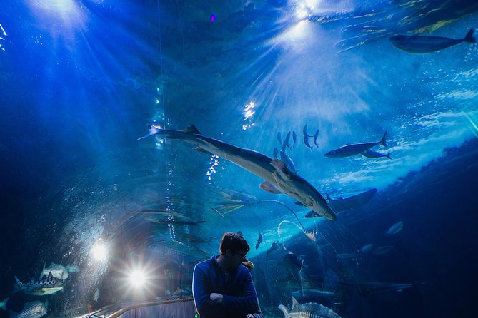 Aquarium of the Bay General Admission Ticket - Pairing it with Pier 39 and the Embarcadero: make it a half-day win