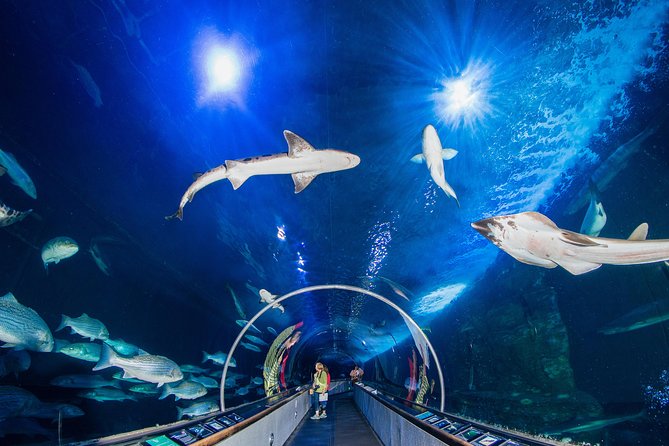 Aquarium of the Bay General Admission Ticket - Your ticket in real-world terms: what you can actually do