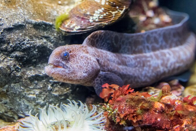 Aquarium of the Bay VIP Experience - Early entry at Aquarium of the Bay: what VIP really buys you