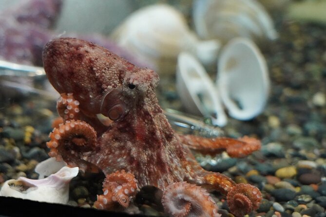 Aquarium of the Bay VIP Experience - What to expect inside: small aquarium, strong exhibits