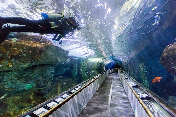 Aquarium of the Bay VIP Experience - Your VIP timeline: from early doors to otter training video