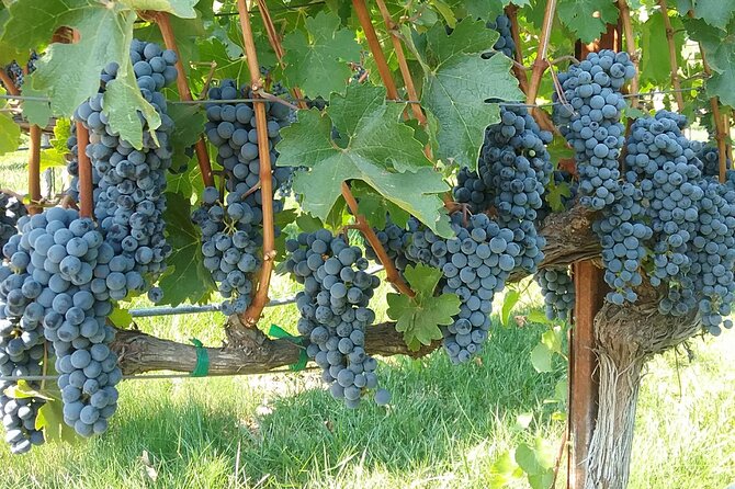 Best Private Wine Tours of Napa Valley-Sonoma for up to 8 people - Price and value: $400 per group is only the start