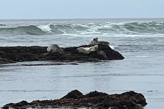 Carmel, Monterey and Big Sur Tour Private Tour from San Francisco - Monterey Pier Strolls and Sea Lion Sounds