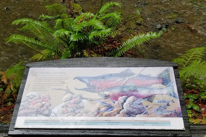 Combo Tour: Muir Woods, Sausalito and Sonoma Wine Country Tour - Golden Gate Bridge photo stop with the right angle