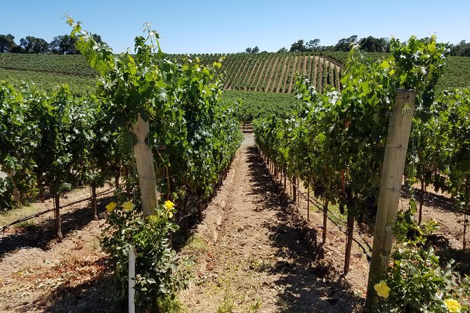 Custom 8-Hour Napa Valley Wine Tour in a Luxury Vehicle - What you can expect during your Napa Valley tasting time