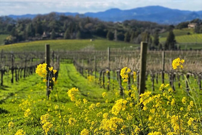 Discover Napa Valley’s Hidden Gems with Local Sommelière - Wild yeast fermentation: the cellar detail that changes the vibe