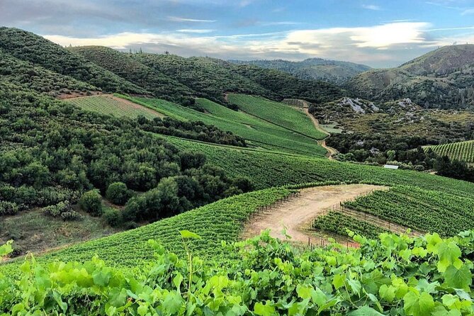 Discover Napa Valley’s Hidden Gems with Local Sommelière - The pace and group size: 4 guests max makes it feel human