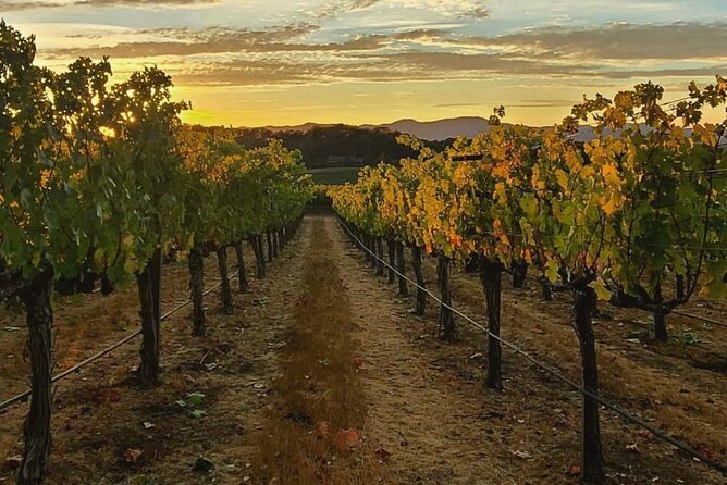 Discover Napa Valley’s Hidden Gems with Local Sommelière - Sustainability talk you can actually use when you taste