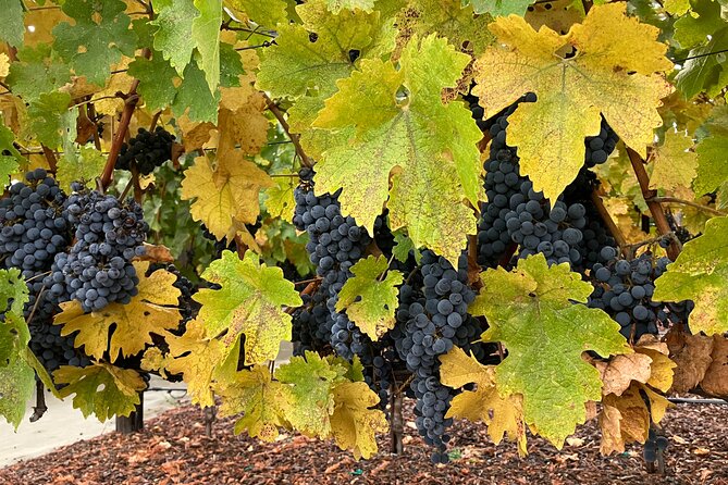 “Fabulous Private Wine Tours of Napa & Sonoma for 2 to 5 people” - What’s included (and what you’ll pay for yourself)