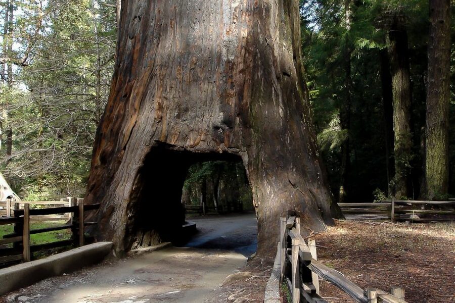 From San Francisco/Bay Area: Yosemite Private Tour - Key highlights worth centering your day