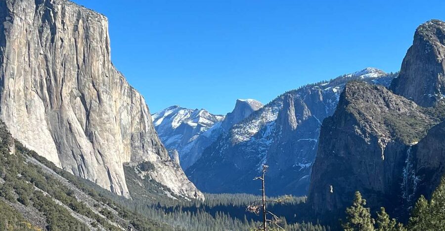 From San Francisco/Bay Area: Yosemite Private Tour - Mariposa Grove sequoias: seeing them up close is the whole point