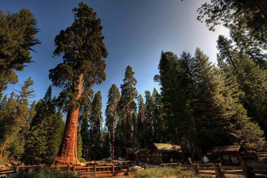 From San Francisco/Bay Area: Yosemite Private Tour - Half Dome and the Half Dome obsession (in a good way)