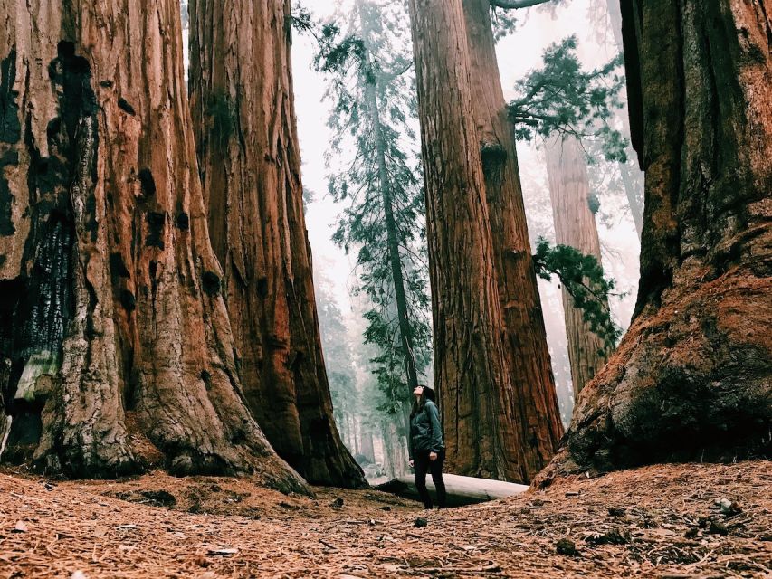 From San Francisco: Day Trip to Yosemite National Park - The Guided Yosemite Valley Coach Tour: Falls, El Capitan, and Half Dome