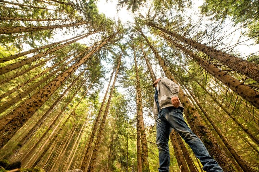 From San Francisco: Guided Muir Woods Excursion - Key highlights to know before you go