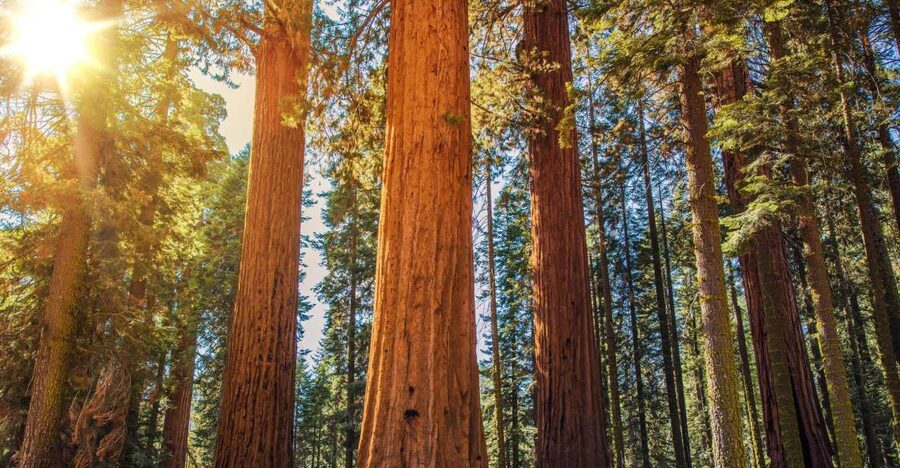 From San Francisco: Guided Muir Woods Excursion - The narrated ride across Golden Gate Bridge to the Marin Headlands
