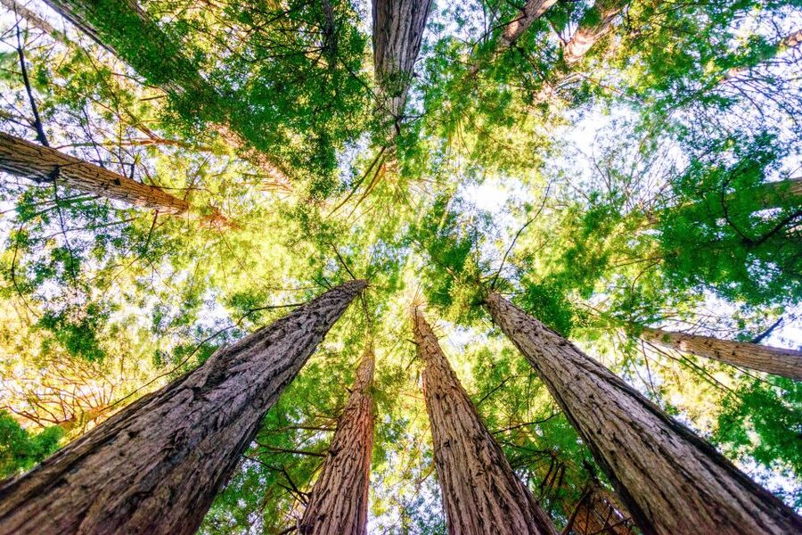 From San Francisco: Guided Muir Woods Excursion - Sausalito in 45 minutes: how to make the most of the stop