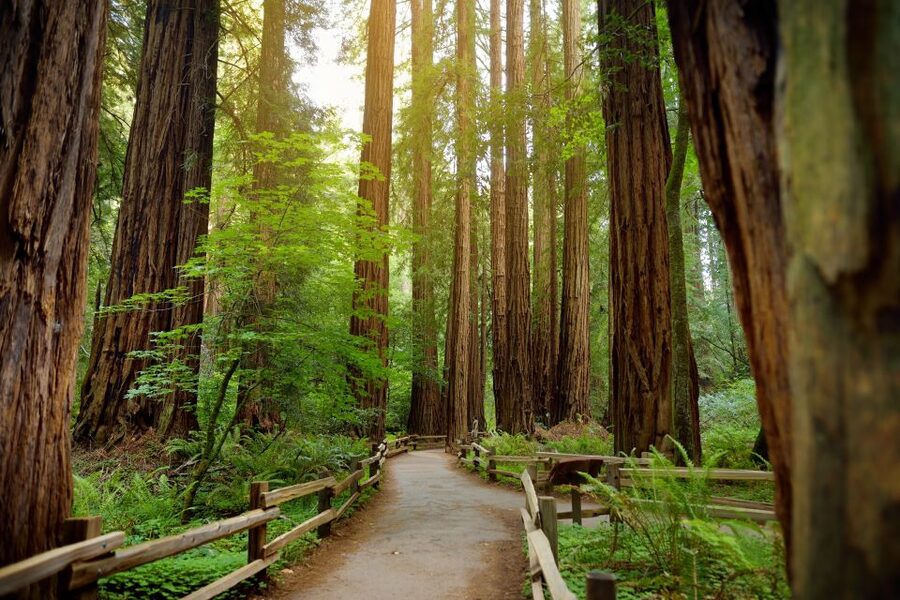 From San Francisco: Guided Muir Woods Excursion - Big Bus extras included: 24-hour hop-on-hop-off plus more SF tours