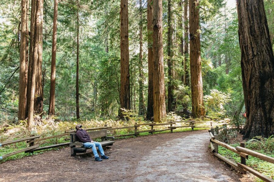 From San Francisco: Guided Muir Woods Tour - Should You Book This Tour?