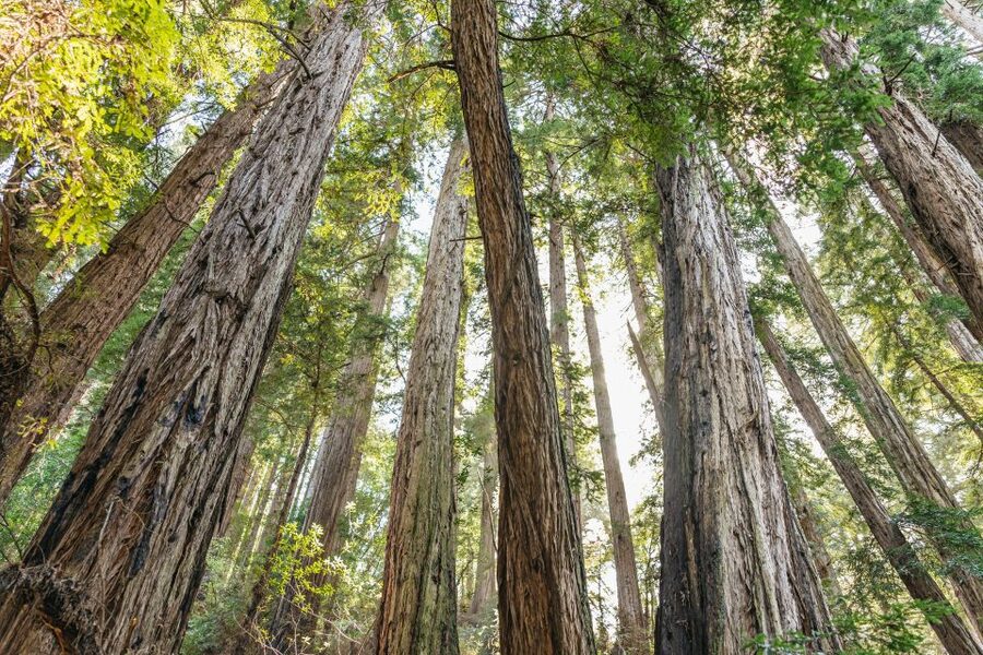From San Francisco: Guided Muir Woods Tour - Muir Woods in 90 Minutes: Redwood Cathedral and Trail Reality