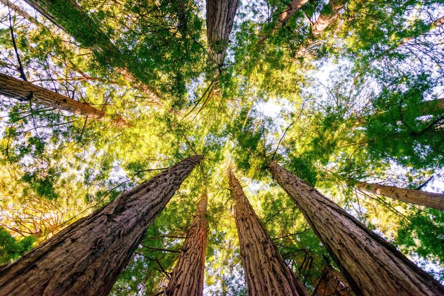 From San Francisco: Guided Muir Woods Tour - Sausalito for 45 Minutes: Seaside Views Without the Full-Time Commitment