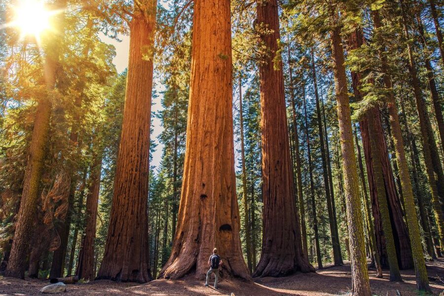 From San Francisco: Guided Muir Woods Tour - Price and Value: Why $84 Can Make Sense