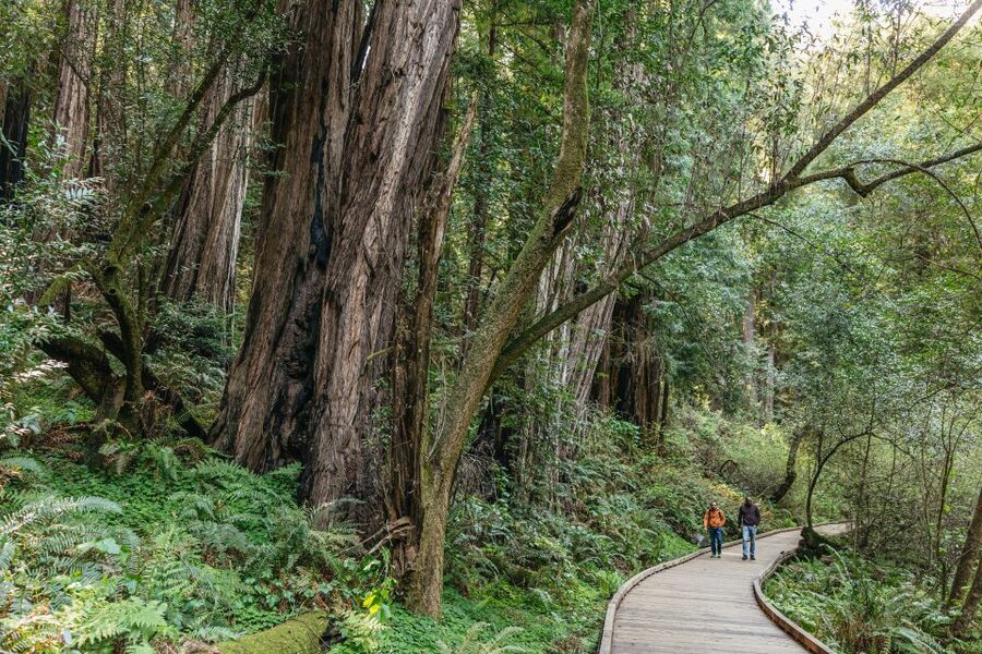 From San Francisco: Guided Muir Woods Tour - Guide Quality and Coach Comfort: The Ride Makes the Day