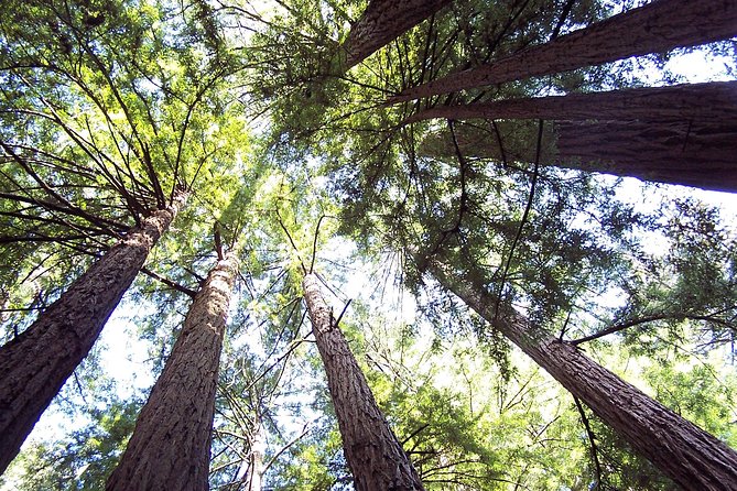 From San Francisco: Guided Tour to Muir Woods and Sausalito - Your guide matters: stories, jokes, and the audio level