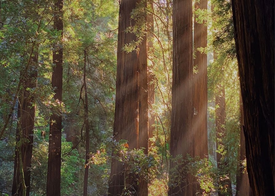 From San Francisco: Muir Woods & 3 Wineries in Napa & Sonoma - Three winery tastings in Napa and Sonoma: what’s actually included