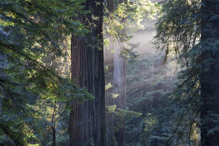 From San Francisco: Muir Woods, Sausalito and Alcatraz Tour - Price and Value: What $159 Really Buys You