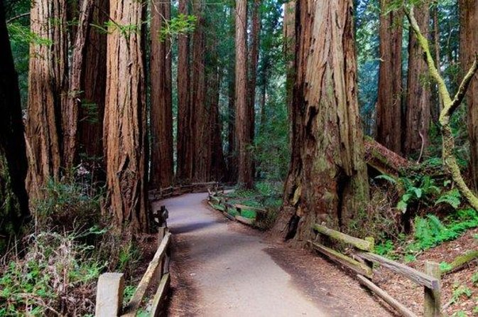 From San Francisco: Muir Woods Tour and Hop-on Hop-off City Tour - The Muir Woods walk: What you really get in 1.5 hours