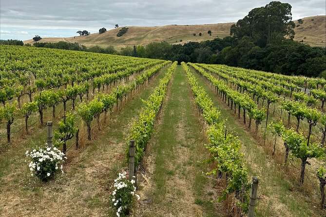 From San Francisco: Napa & Sonoma Valley Wine Tour with Tastings - The Winery Stops: Expect a Mix, Not a Guaranteed Fantasy Lineup