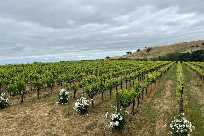 From San Francisco: Napa & Sonoma Valley Wine Tour with Tastings - Sonoma Square Lunch Time: Use It for a Real Break