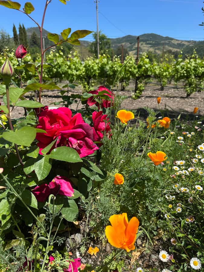 From San Francisco: Napa Valley & Sonoma Private Wine Tour - Driver-led pacing, history stops, and staying on schedule