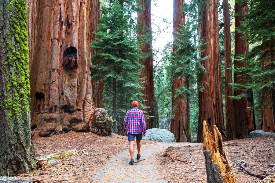 From San Francisco: Yosemite & Tahoe Sierras 4-Day Trip - Yosemite Valley: waterfalls, granite walls, and Merced River breaks
