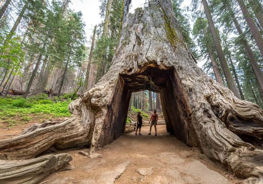 From San Jose:Enchanted Full Day Yosemite National Park Tour - Key highlights worth clocking